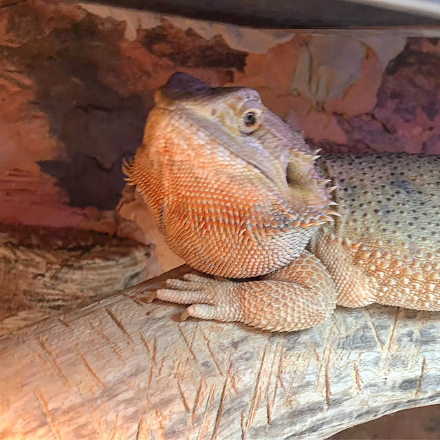 OZONEさんの実例写真