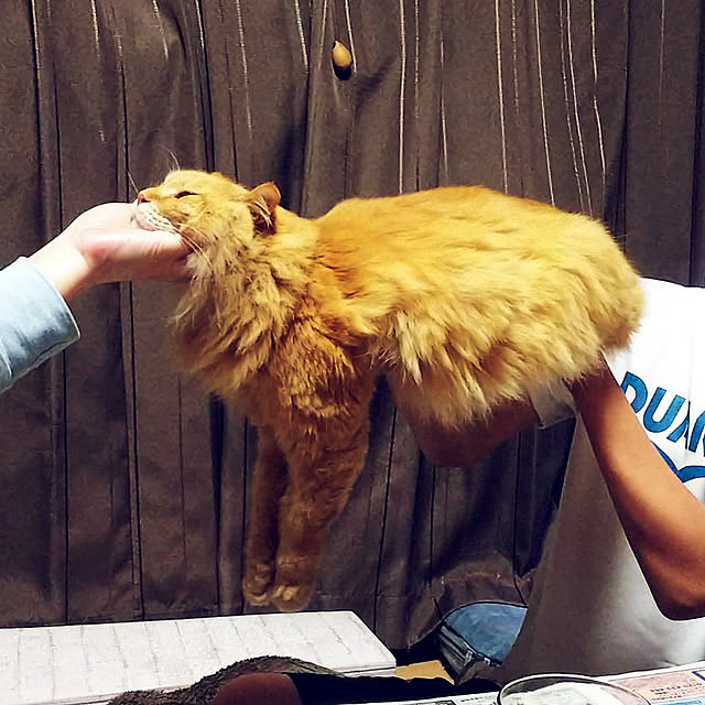 choku3さんの実例写真