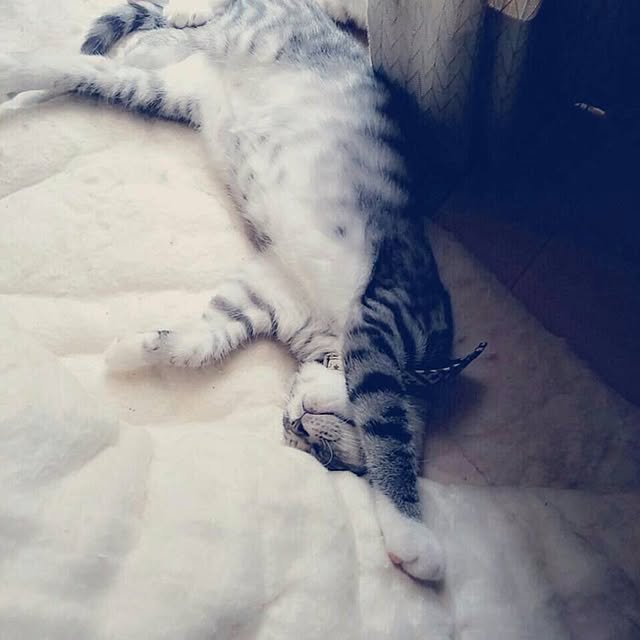 ru-sanさんの実例写真