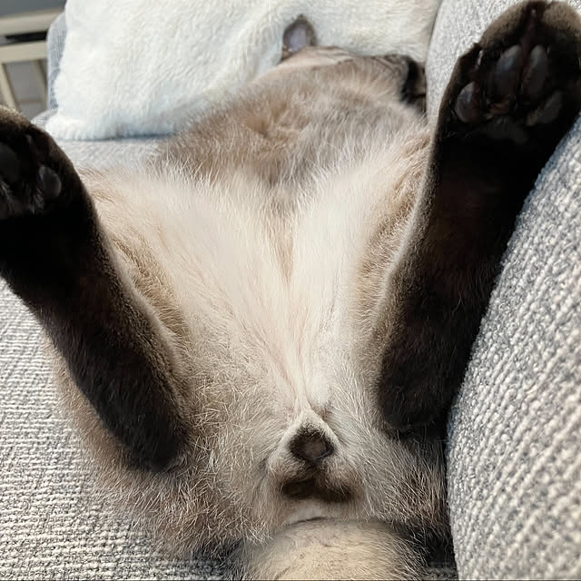 piyoさんの実例写真