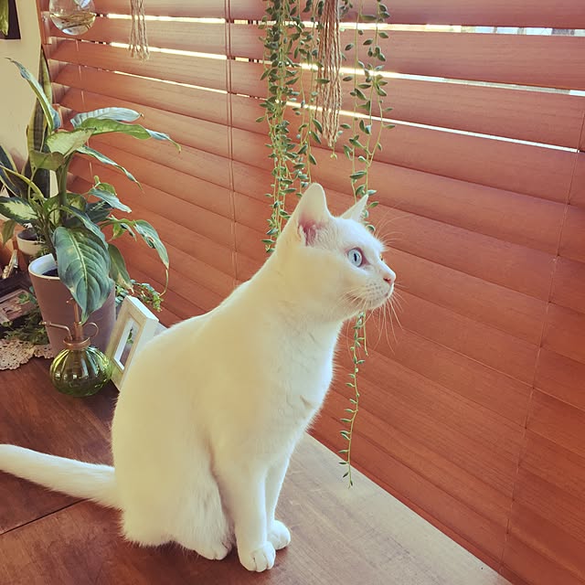 catsmamさんの実例写真