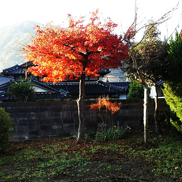 ringarintonさんの実例写真