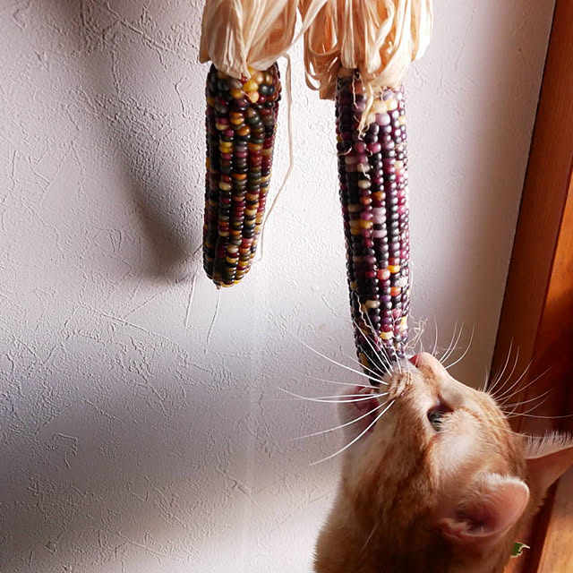 chicchiさんの実例写真