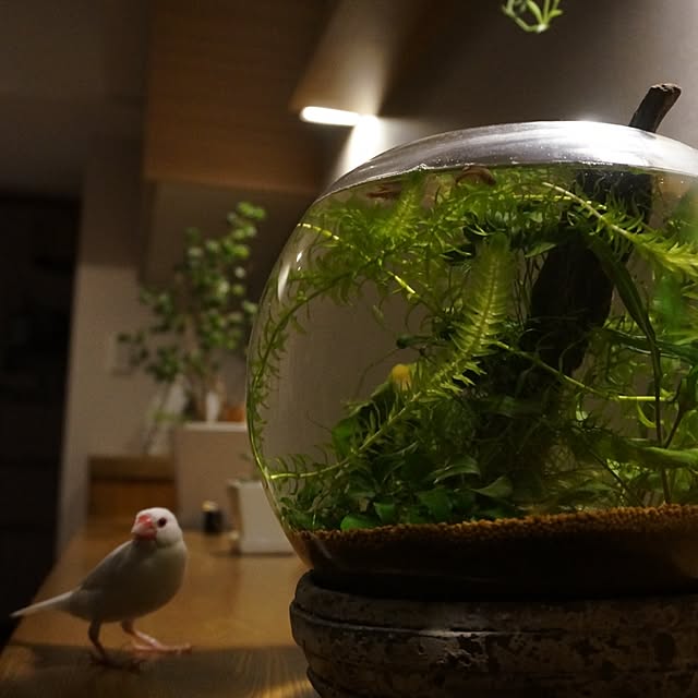 kinako_shiro_ginさんの実例写真