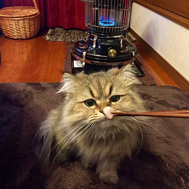butachanさんの実例写真