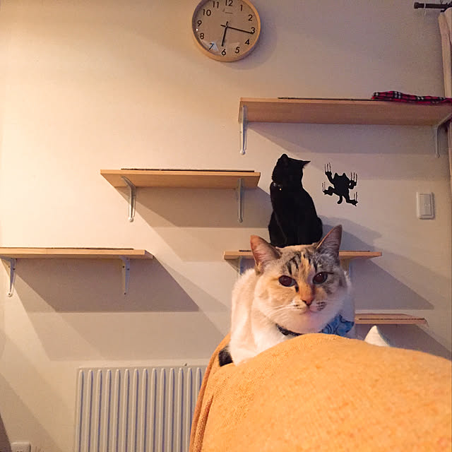 nanaさんの実例写真