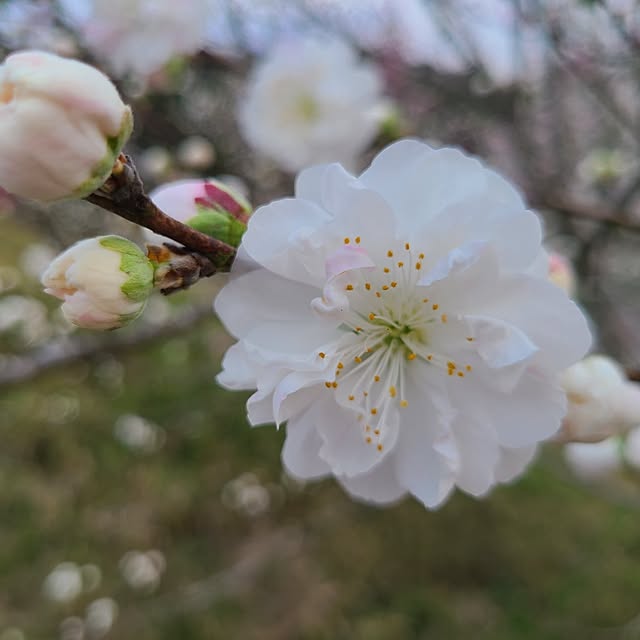 Rubiconさんの部屋