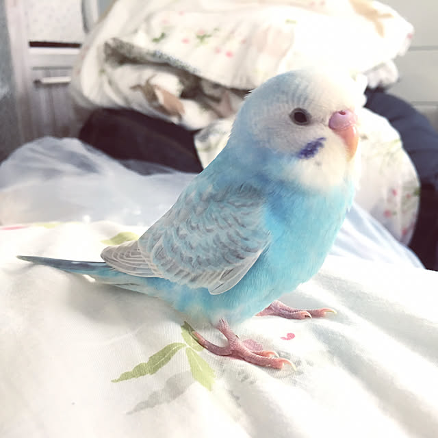 kouneさんの実例写真
