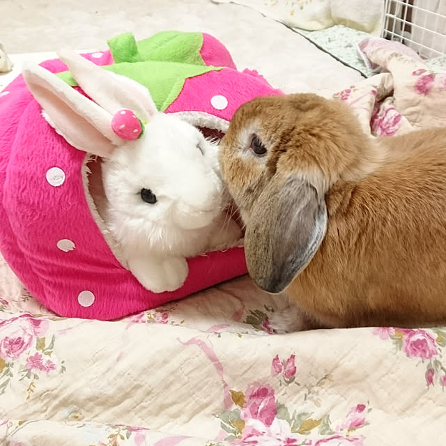 ruruさんの実例写真
