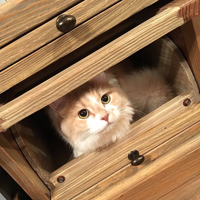 maruさんの実例写真