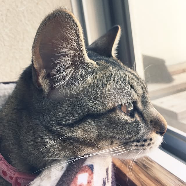 sayasさんの実例写真