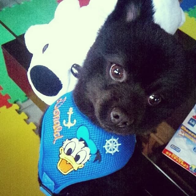 miiさんの実例写真