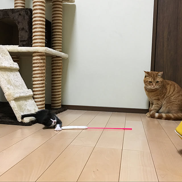 nekoさんの実例写真