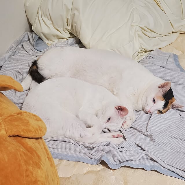 HOTARU.catさんの部屋