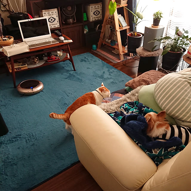 porinさんの実例写真