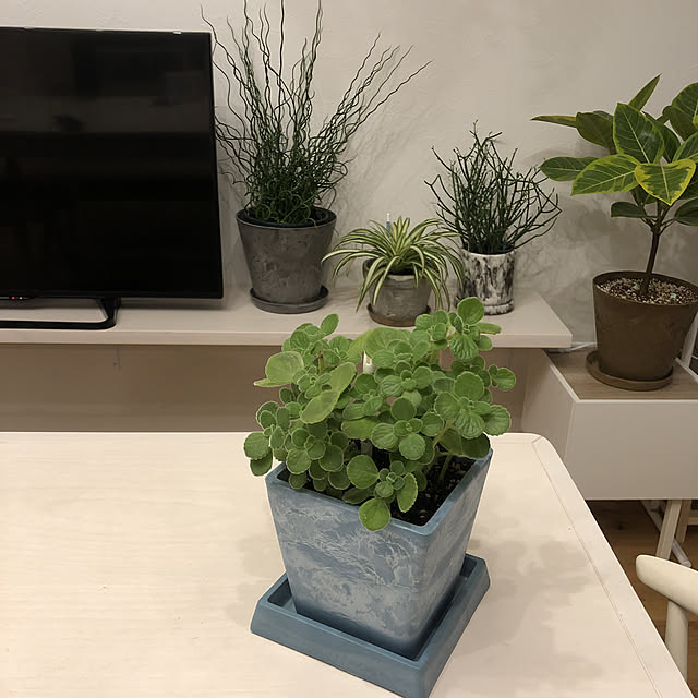 sashiさんの実例写真