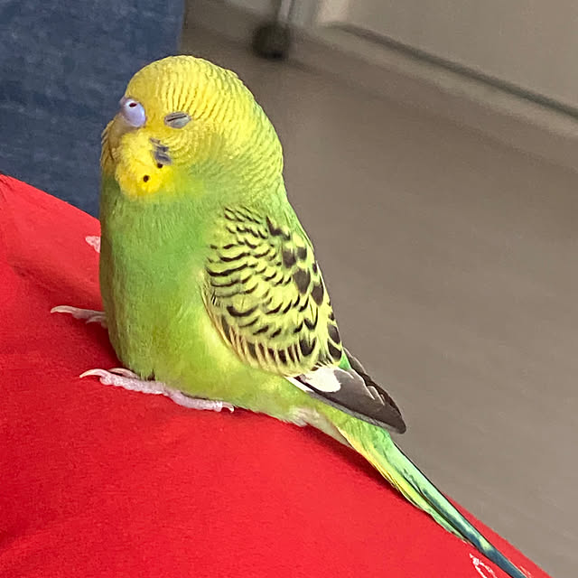 ohanaさんの実例写真