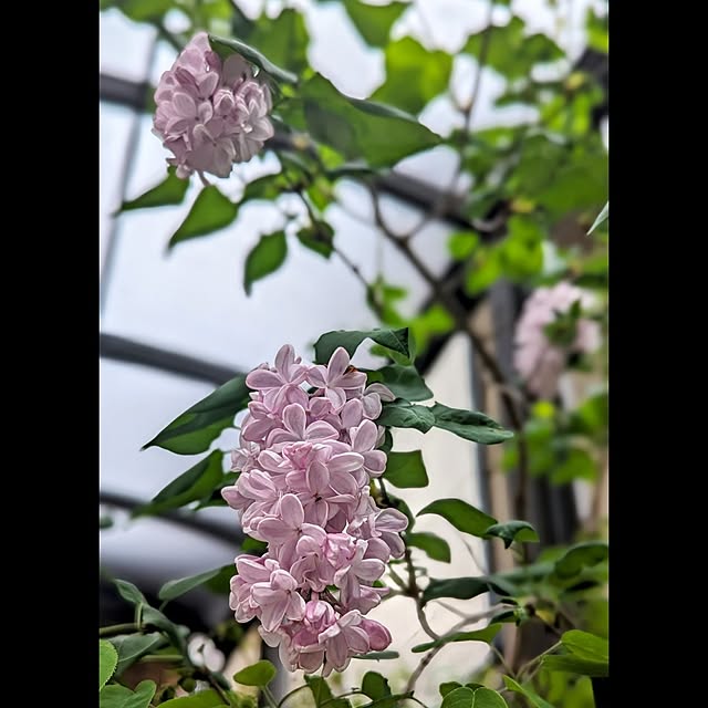 aromameさんの部屋