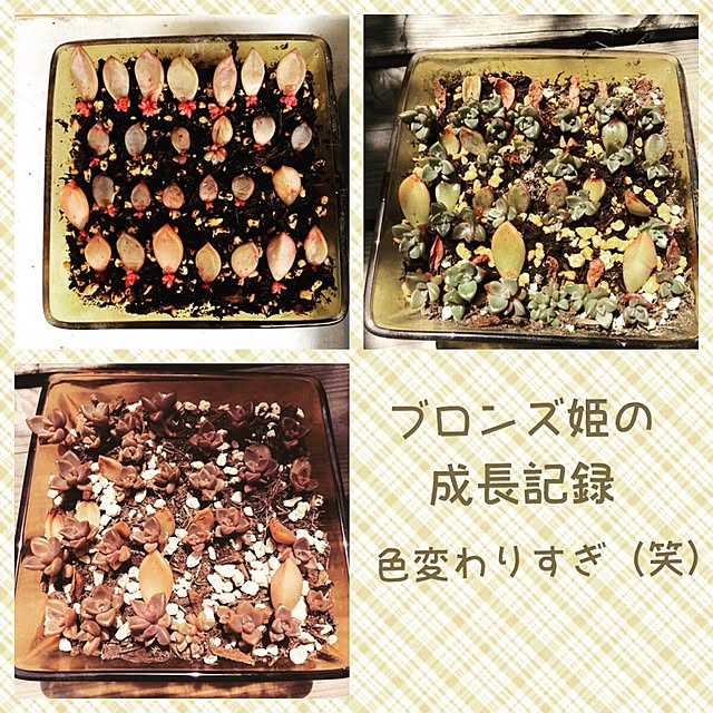 asaさんの実例写真