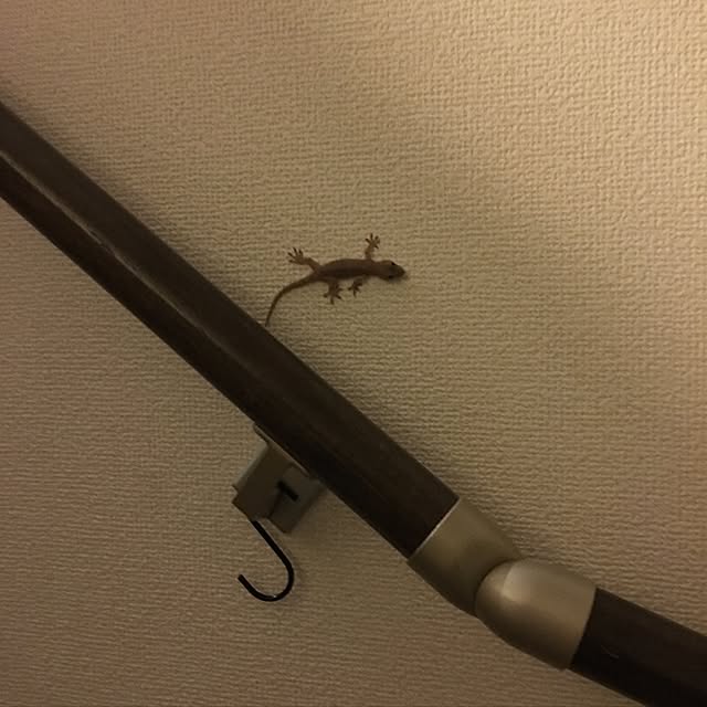 kiyoroさんの実例写真