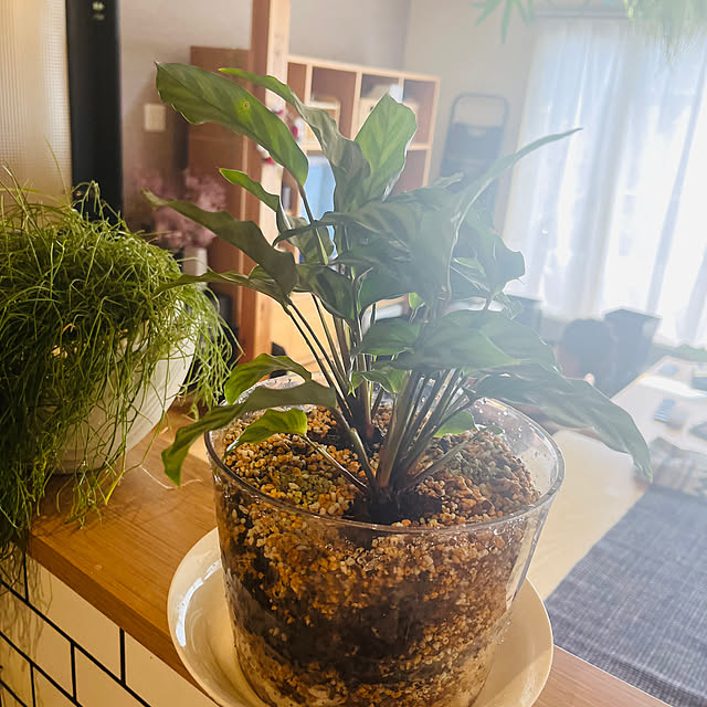 shin-chaa-mamaさんの実例写真