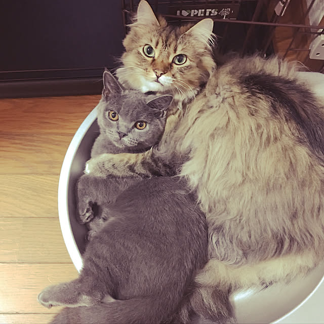 実例写真