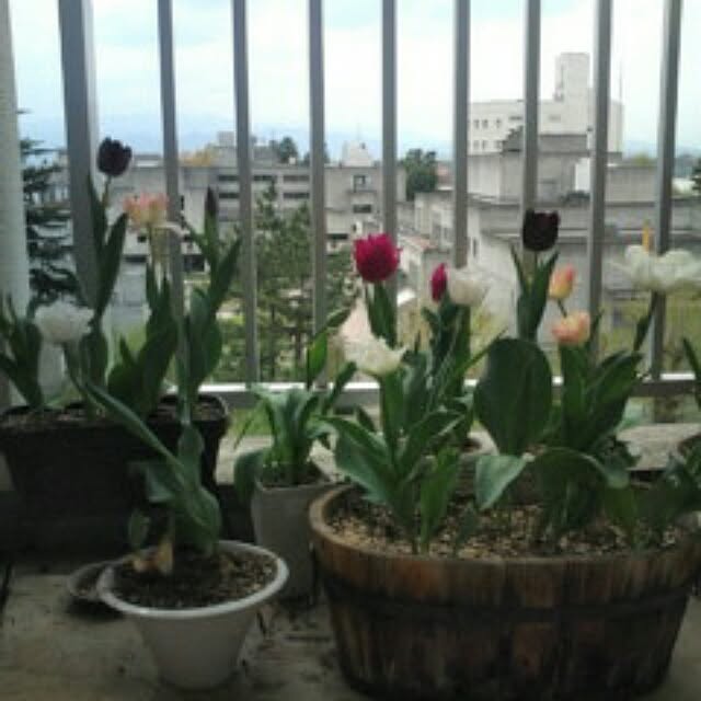 marokoさんの実例写真
