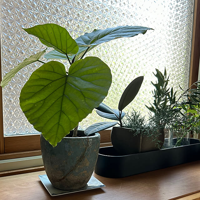 botanさんの実例写真