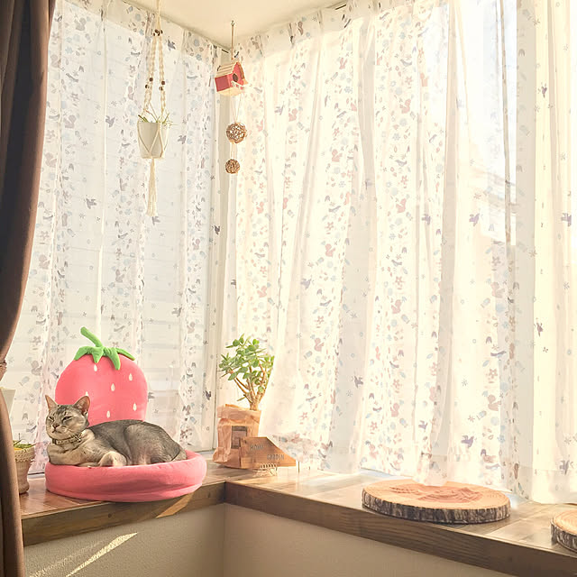 kotoriさんの実例写真