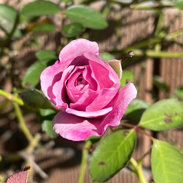 ronronさんの部屋