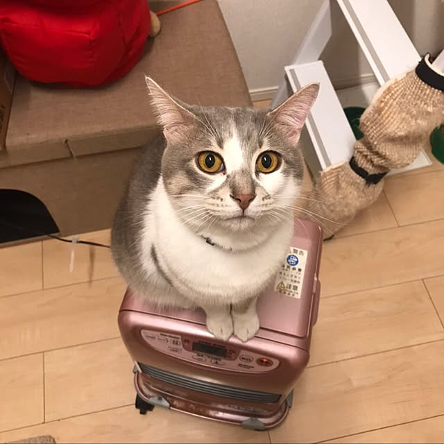 K.Chiakiさんの実例写真