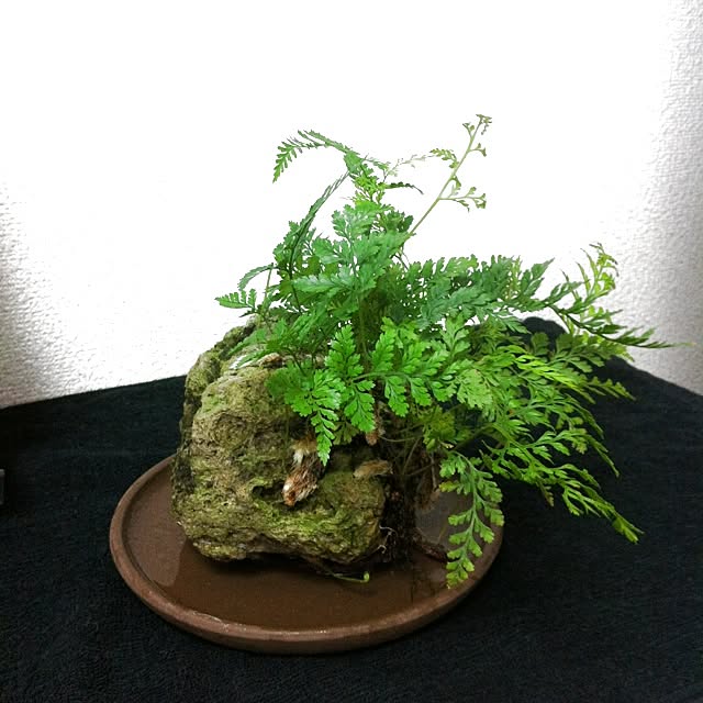 Shoheiさんの実例写真