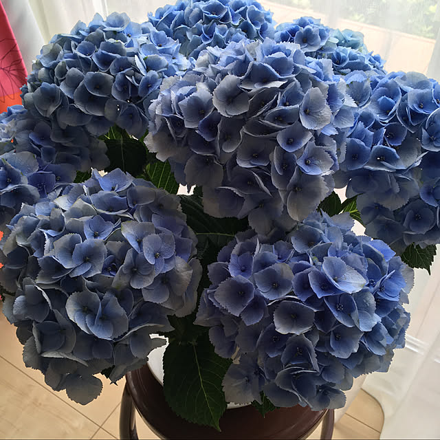 cotoriさんの実例写真