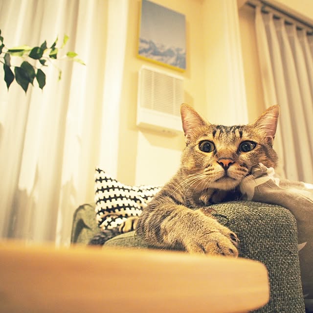 Reikoさんの実例写真