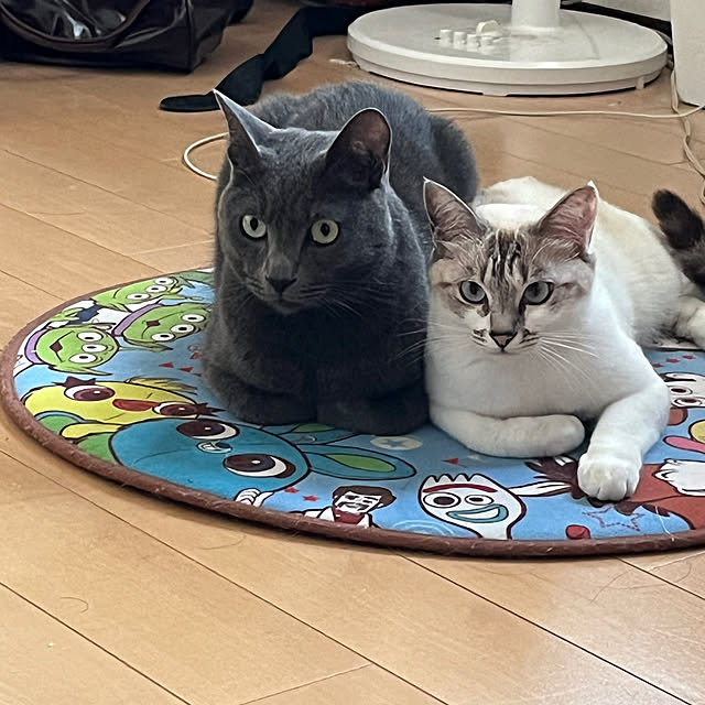 nekoさんの部屋