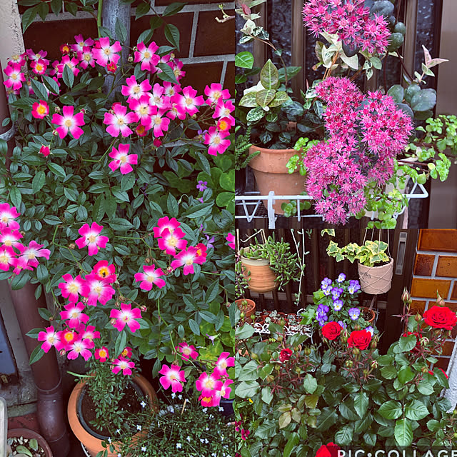 beautifulflowerさんの実例写真