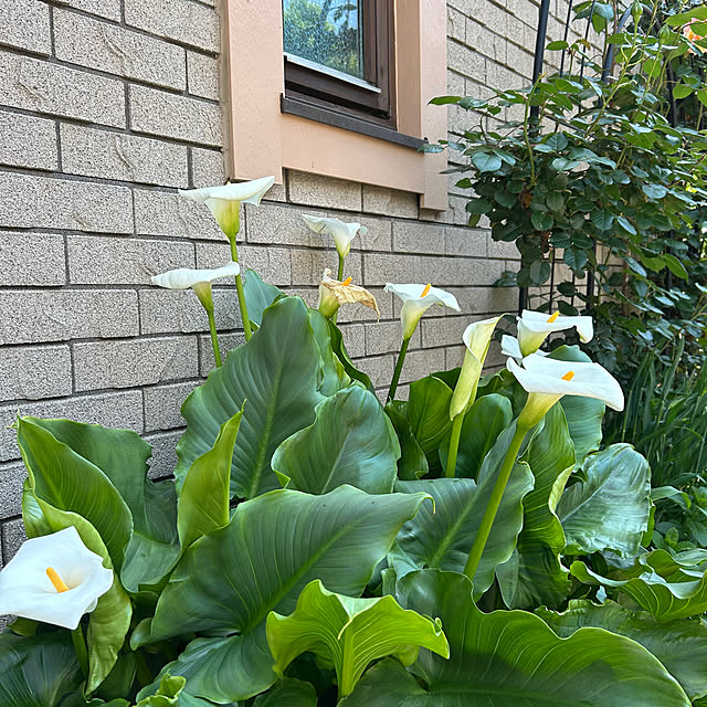 botanさんの部屋