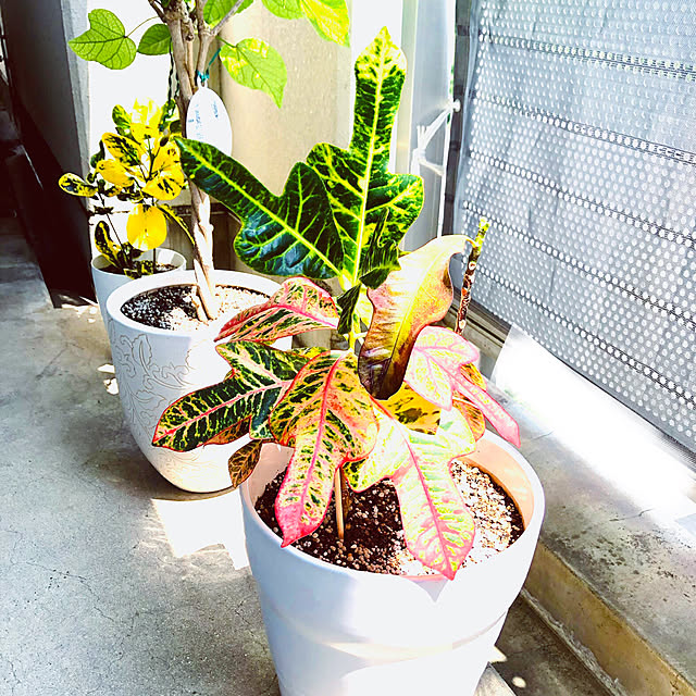 hanachanさんの部屋