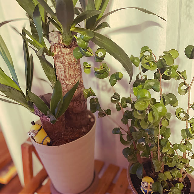 観葉植物/リビングのインテリア実例 - 2022-03-04 21:57:22