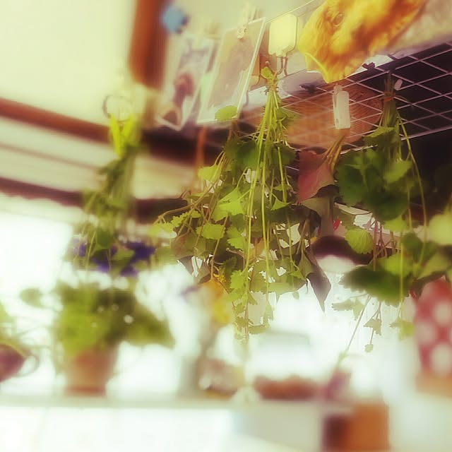 キッチンのインテリア実例 - 2017-05-17 21:45:31