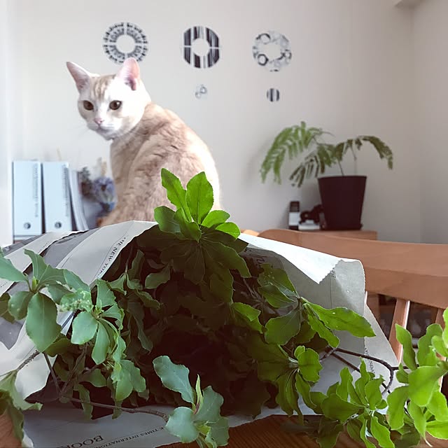 hiyupan88さんの実例写真