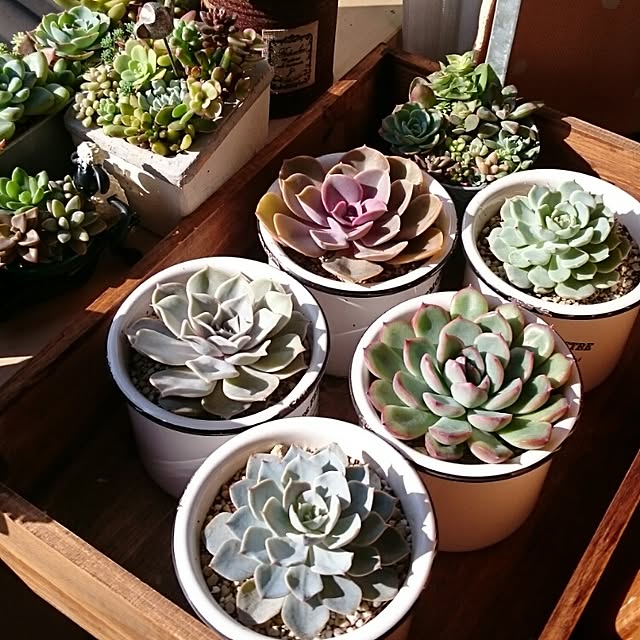 nanigenaihibiさんの実例写真
