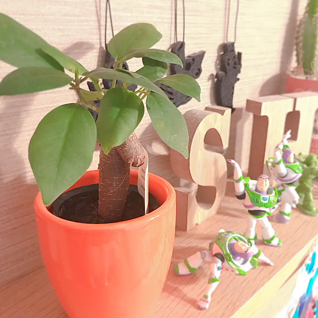 部屋全体/観葉植物/3COINS/無印良品/多肉植物のインテリア実例 - 2018-11-03 19:38:46