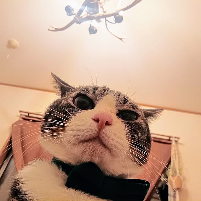 壁/天井/DIY/ねこと暮らす/猫のいる暮らしのインテリア実例 - 2025-04-04 20:45:44