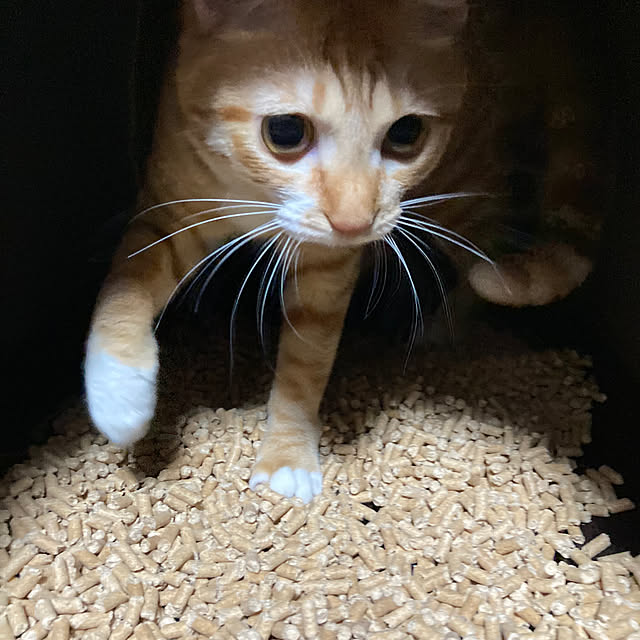 abebiさんの部屋