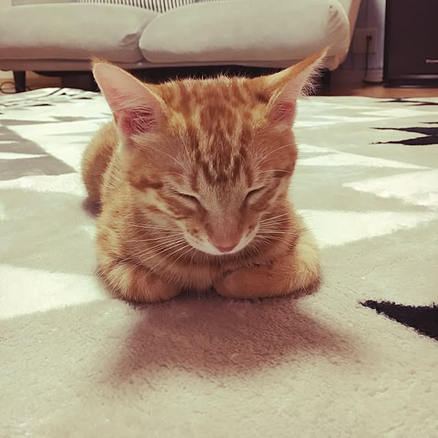 miyamiさんの実例写真