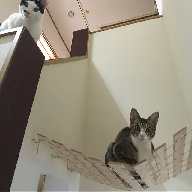 nobikoさんの実例写真