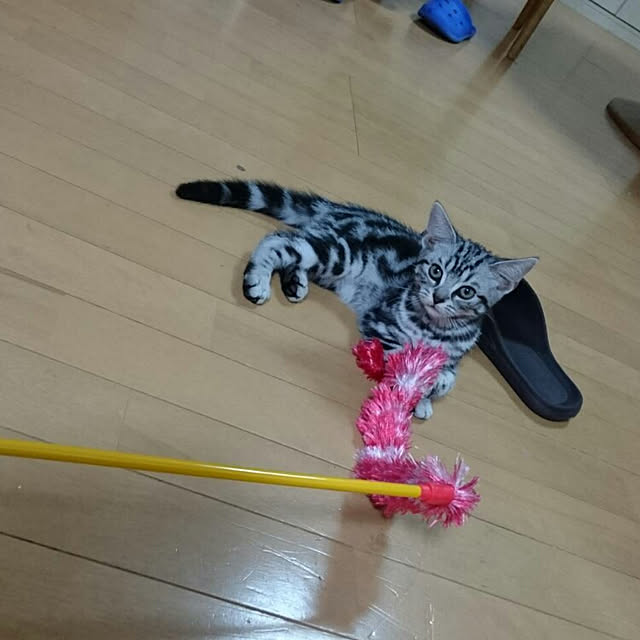 CatClipさんの実例写真