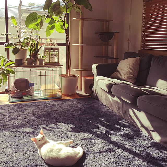 catsmamさんの実例写真