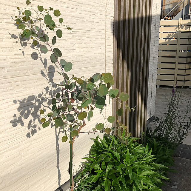 fuwalilyさんの部屋